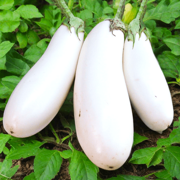 TomorrowSeeds - Casper White Eggplant Seeds - 200+ Count - For 2026 Planting White Aubergine Brinjal