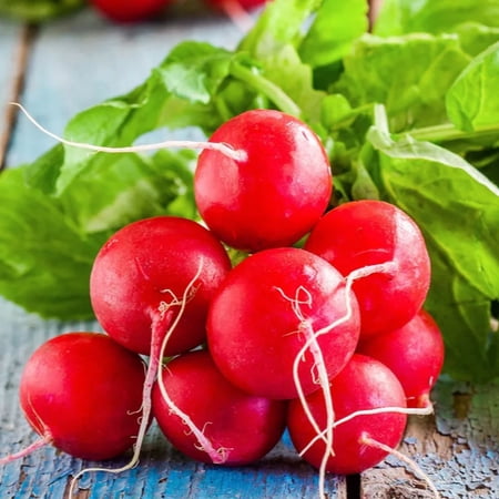 TomorrowSeeds - Champion Radish Seeds - 600+ Count - For 2026 Planting Raphanus Sativus Big Round