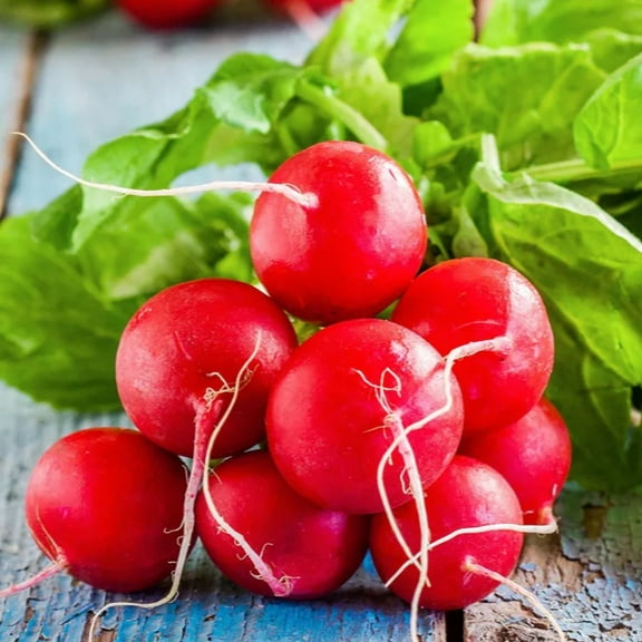 TomorrowSeeds - Champion Radish Seeds - 300+ Count - For 2025 Planting Raphanus Sativus Big Round