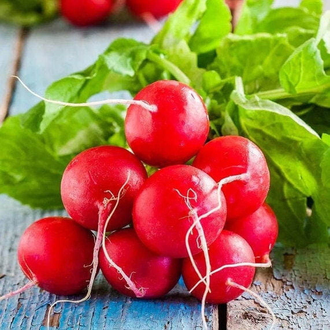 TomorrowSeeds Champion Radish Seeds 900+ Count Packet Raphanus