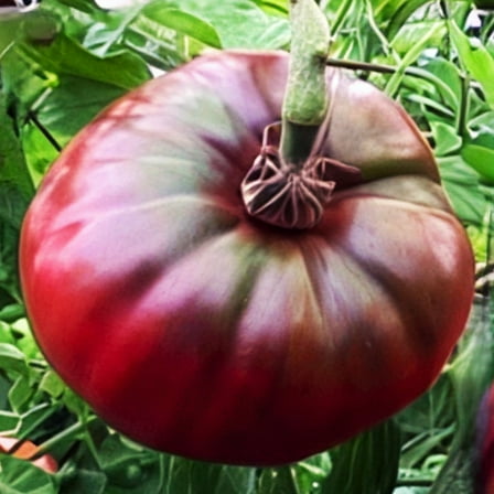 TomorrowSeeds - Cherokee Purple Tomato Seeds - 100+ Count - For 2025 Planting Heirloom Beefsteak