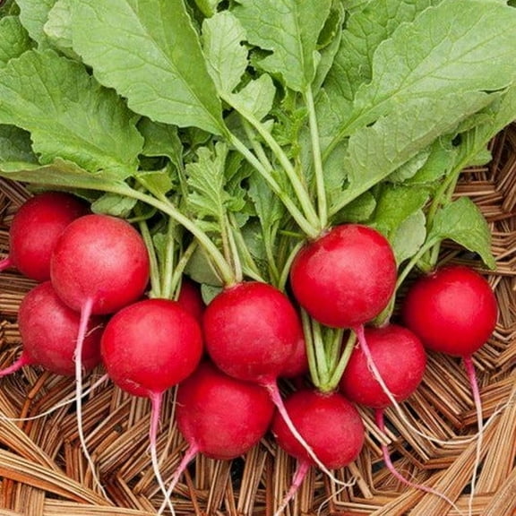 TomorrowSeeds - Cherry Belle Radish Seeds - 1200+ Count - For 2026 Planting Red Globe Radishes Fast