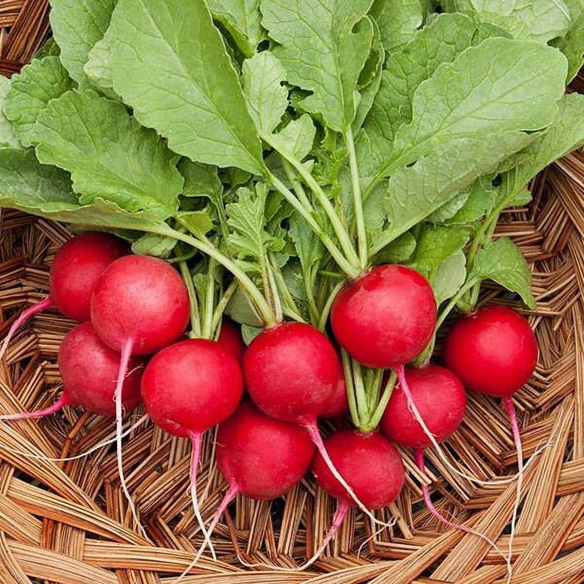 TomorrowSeeds Cherry Belle Radish Seeds 300+ Count Packet Red