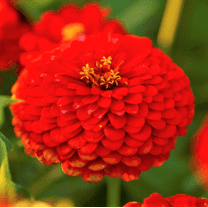 TomorrowSeeds - Cherry Queen Zinnia Seeds - 1000 Count - For 2026 Planting Red Zinnia Elegans Giant