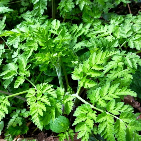 TomorrowSeeds - Chervil Seeds - 1000+ Count - For 2026 Planting Anthriscus Cerefolium French Parsley