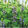 thumbnail image 1 of TomorrowSeeds - Chia Seeds - 2000+ Count - For 2026 Planting Salvia Hispanica Herb Purple White, 1 of 8