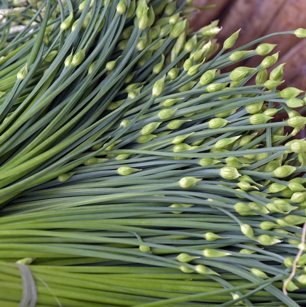 TomorrowSeeds - Chinese Garlic Chives Seeds - 500+ Count - For 2025 Planting Jiuchai USA Perennial