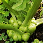 TomorrowSeeds - Chinese Stem Mustard Tuber Seeds - 4500+ Count - For 2026 Planting Tsa Tsai Swollen