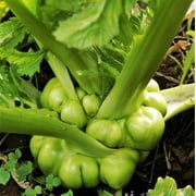 TomorrowSeeds - Chinese Stem Mustard Tuber Seeds - 600+ Count Packet - (Zha Cai) Tsa Tsai Swollen Knob Thick Sichuan Radish æ¾èœ Asian Vegetable Seed 2024 Season