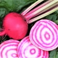 thumbnail image 1 of TomorrowSeeds - Chioggia Beet (Candy Cane Striped) Seeds - 300+ Count - For 2026 Planting Bullseye, 1 of 11