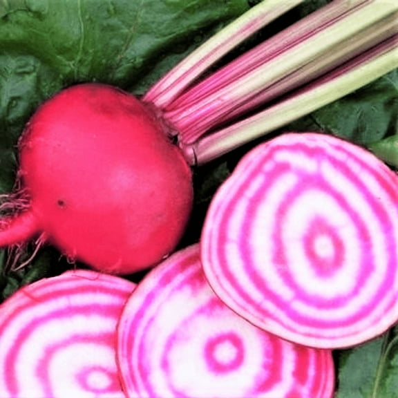TomorrowSeeds - Chioggia Beet (Candy Cane Striped) Seeds - 100+ Count - For 2025 Planting Bullseye