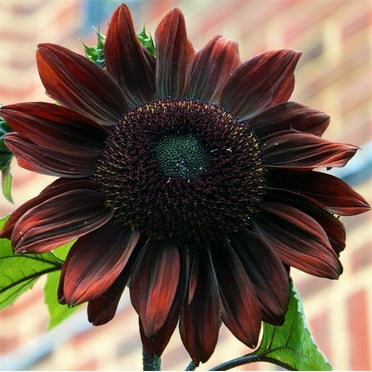 TomorrowSeeds - Chocolate Cherry Sunflower Seeds - 100+ Count - For 2025 Planting