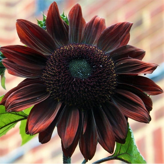 TomorrowSeeds - Chocolate Cherry Sunflower Seeds - 200+ Count - For 2026 Planting