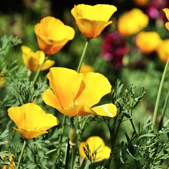 TomorrowSeeds - Chrome Queen Dwarf Yellow California Poppy Seeds - 9,000+ Count - For 2026 Planting