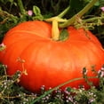 thumbnail image 1 of TomorrowSeeds - Cinderella Pumpkin Seeds - 120+ Count - For 2026 Planting Rouge Vif D'Etampes, 1 of 11