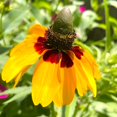 thumbnail image 1 of TomorrowSeeds - Clasping Coneflower Seeds - 6000+ Count - For 2026 Planting Dracopis Rudbeckia, 1 of 9