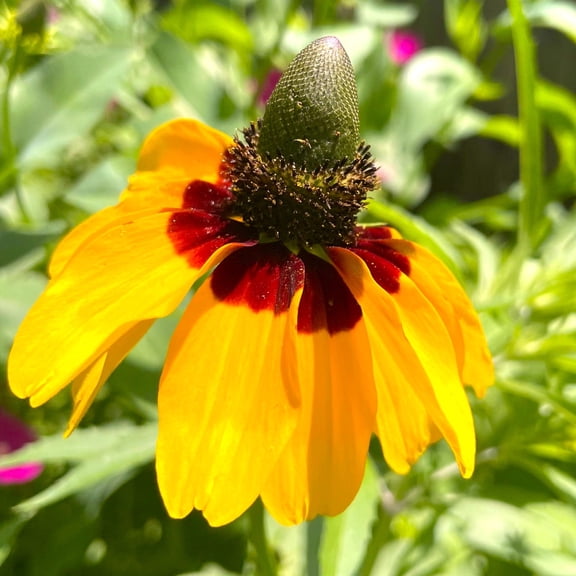 TomorrowSeeds - Clasping Coneflower Seeds - 18000+ Count - For 2026 Planting Dracopis Rudbeckia
