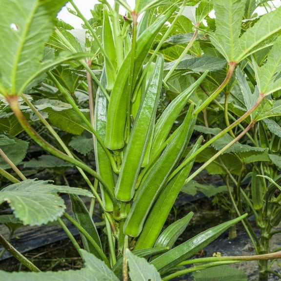 TomorrowSeeds - Clemson Spineless Okra Seeds - 200+ Count - For 2026 Planting USA Garden Vegetable