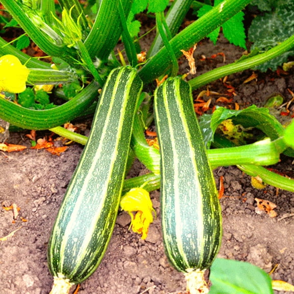 TomorrowSeeds - Cocozelle Zucchini Seeds - 20+ Count - For 2025 Planting Italian Striped Summer