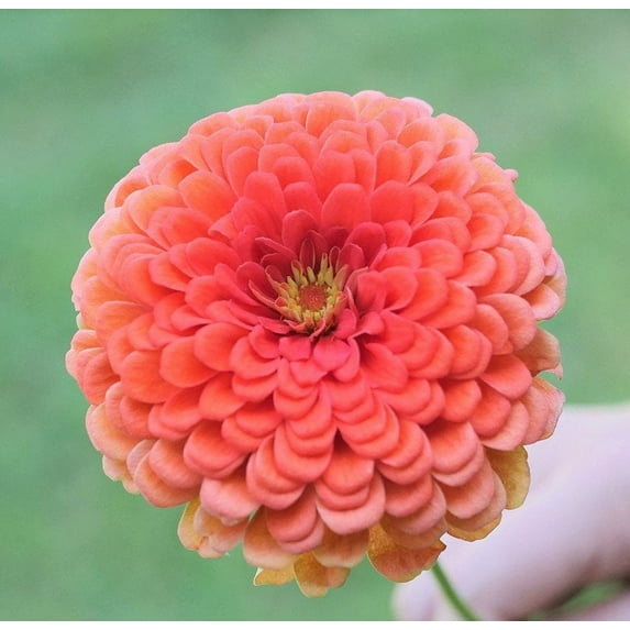 TomorrowSeeds - Coral Beauty Zinnia Seeds - 600+ Count - For 2025 Planting Non-GMO Long-Lasting