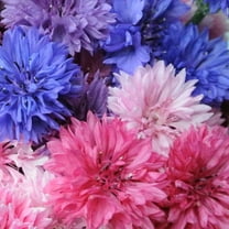 TomorrowSeeds - Cotton Candy Mix Tall Bachelor Button Seeds - 1000  Count - For 2026 Planting