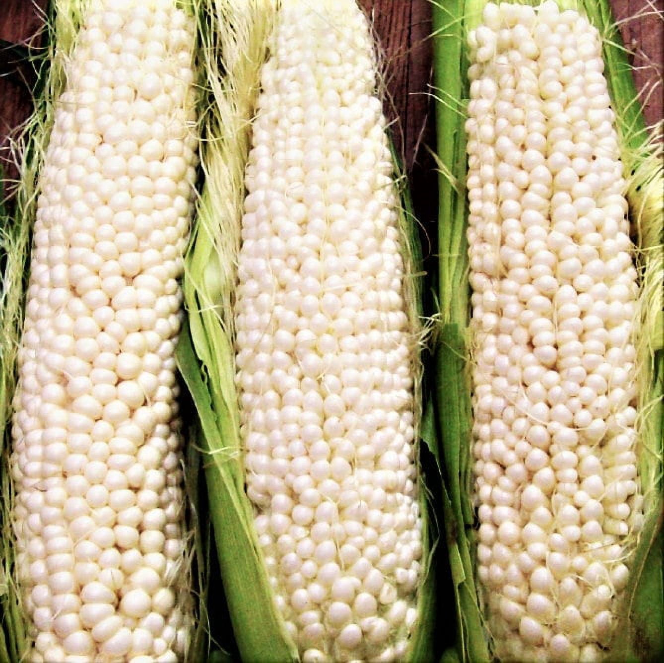 TomorrowSeeds Country Gentleman Sweet White Corn Seeds 90+ Count