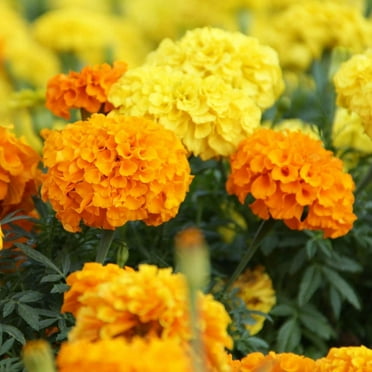 TomorrowSeeds - Cracker Jack African Marigold Seeds - 600+ Count Packet - USA Garden Flower Deer Resistant Huge Orange Yellow Seed NonGMO For 2024 Season