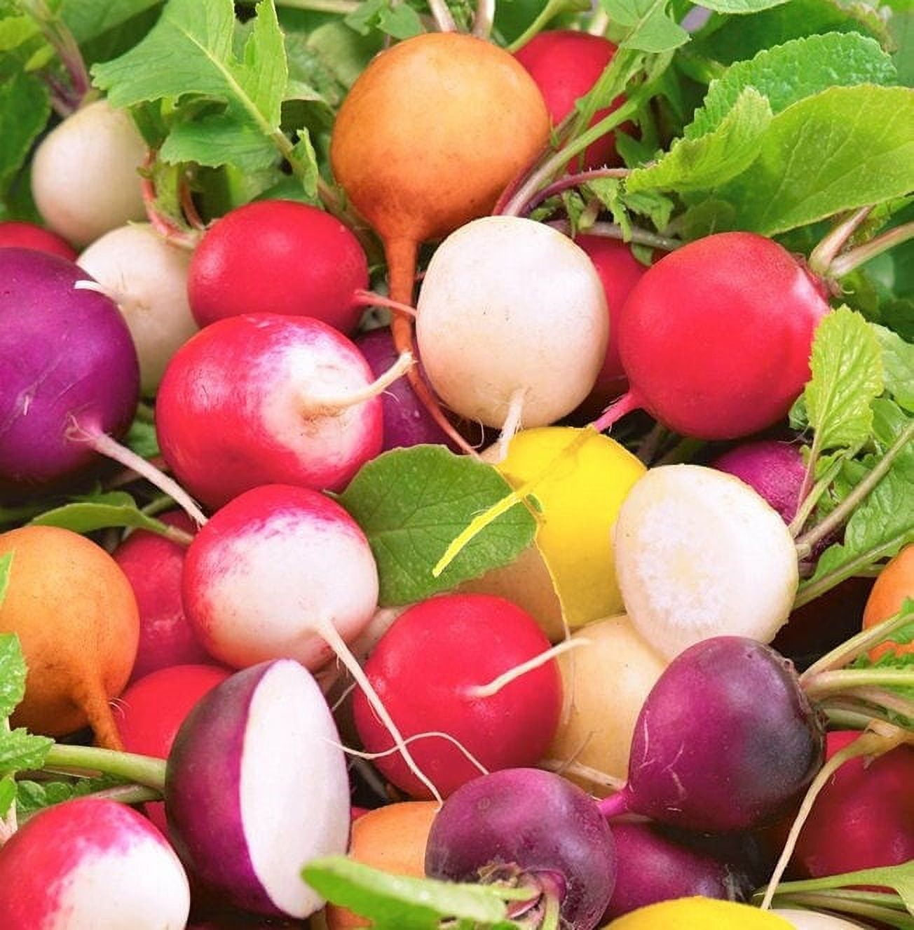 TomorrowSeeds Crayon Colors Mix Radish Seeds 300+ Count Packet