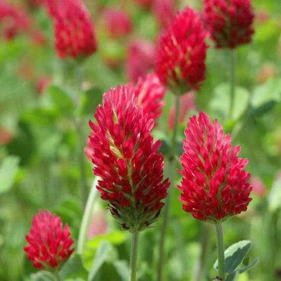 TomorrowSeeds - Crimson Clover Seeds - 1000+ Count - For 2026 Planting USA Garden Flower Italian