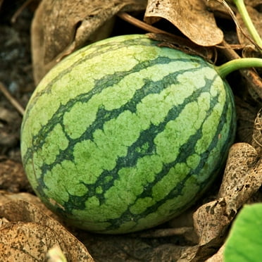TomorrowSeeds - Crimson Sweet Watermelon Seeds - 60+ Count - For 2025 Planting AAS Winner Green Dark