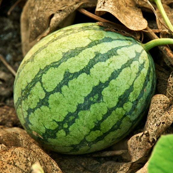 TomorrowSeeds - Crimson Sweet Watermelon Seeds - 60+ Count - For 2025 Planting AAS Winner Green Dark