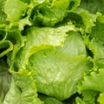 thumbnail image 1 of TomorrowSeeds - Crisphead Iceberg Lettuce Seeds - 6000+ Count - For 2026 Planting Ice White Crunchy, 1 of 11