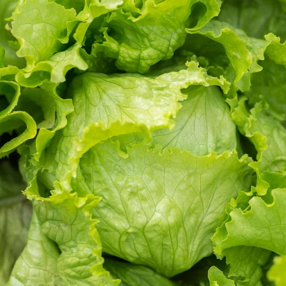 TomorrowSeeds - Crisphead Iceberg Lettuce Seeds - 2000+ Count - For 2026 Planting Ice White Crunchy