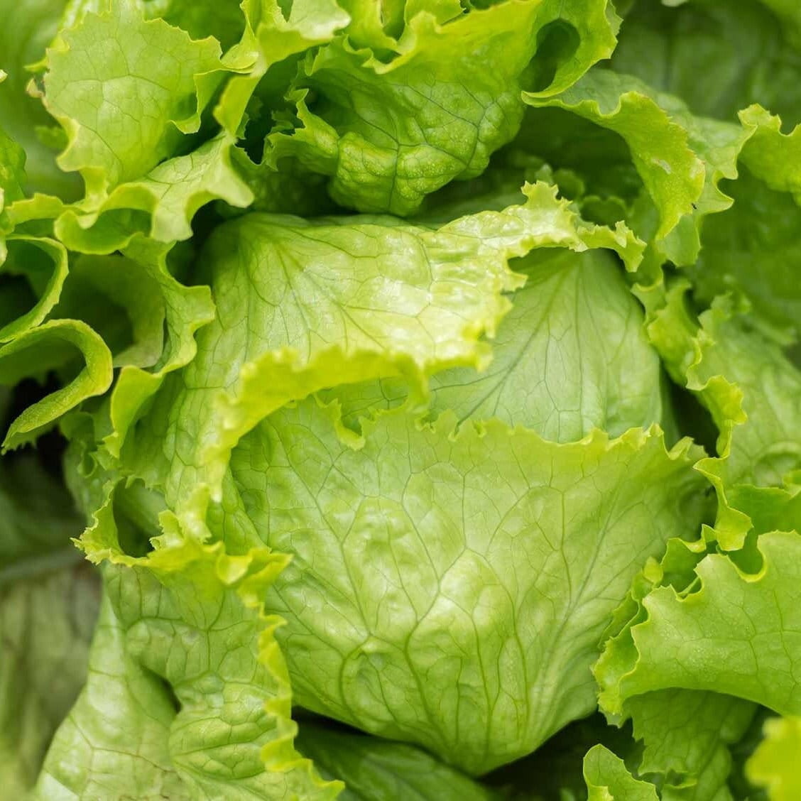 WalterDrake Lettuce KeeperTM - Lettuce Crisper Salad Keeper Container Keeps  your Salads and Vegetables Crisp and Fresh- 7 X 8 (brown) (1) (1)