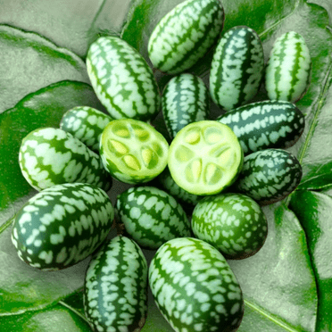 TomorrowSeeds - Cucamelon (Mexican Sour Gherkin) Seeds - 50+ Count - For 2025 Planting Mouse Melon