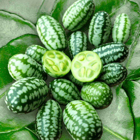 TomorrowSeeds - Cucamelon (Mexican Sour Gherkin) Seeds - 50+ Count - For 2025 Planting Mouse Melon