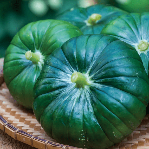 TomorrowSeeds - Cupcake Squash Seeds - 60+ Count - For 2026 Planting Round Dark Green Summer Squash