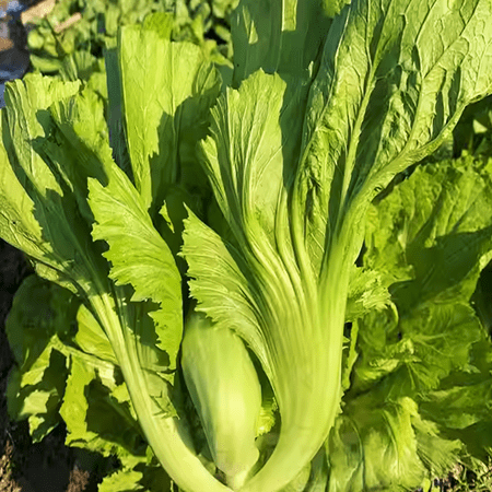 TomorrowSeeds - Da Ping Pu Large Petiole Mustard Green Seeds - 4,500+ Count - For 2026 Planting