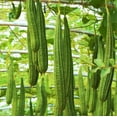 thumbnail image 1 of TomorrowSeeds - Da Rou Angled Luffa Gourd Seeds - 10+ Count - For 2026 Planting Ridged Gourd Okra, 1 of 9
