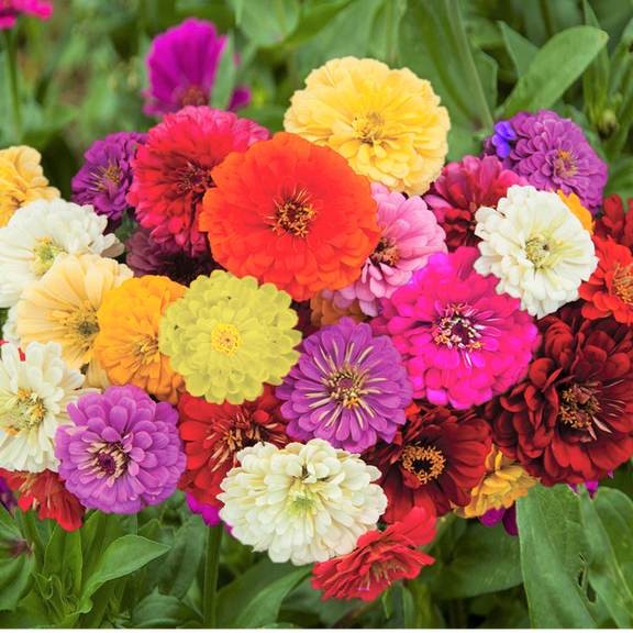 TomorrowSeeds - Dahlia Flowered Mix Zinnia Seeds - 1000+ Count - For 2026 Planting Zinnia Elegans