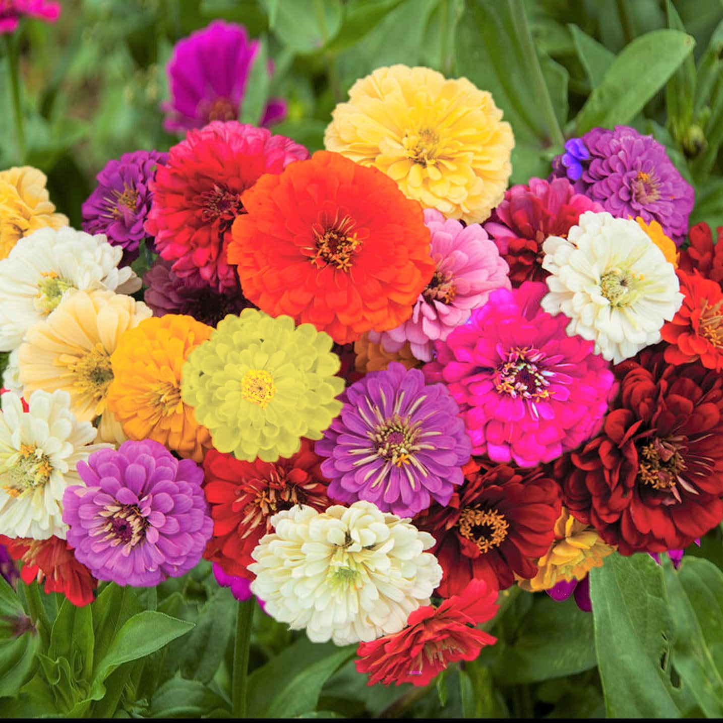 TomorrowSeeds Dahlia Flowered Mix Zinnia Seeds 600+ Count Packet