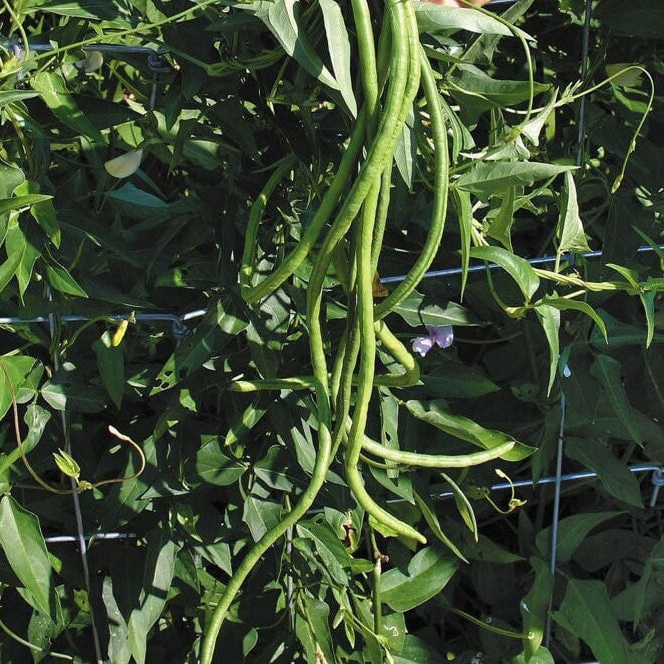 TomorrowSeeds Dark Green Yard Long Bean Seeds 90+ Count Packet