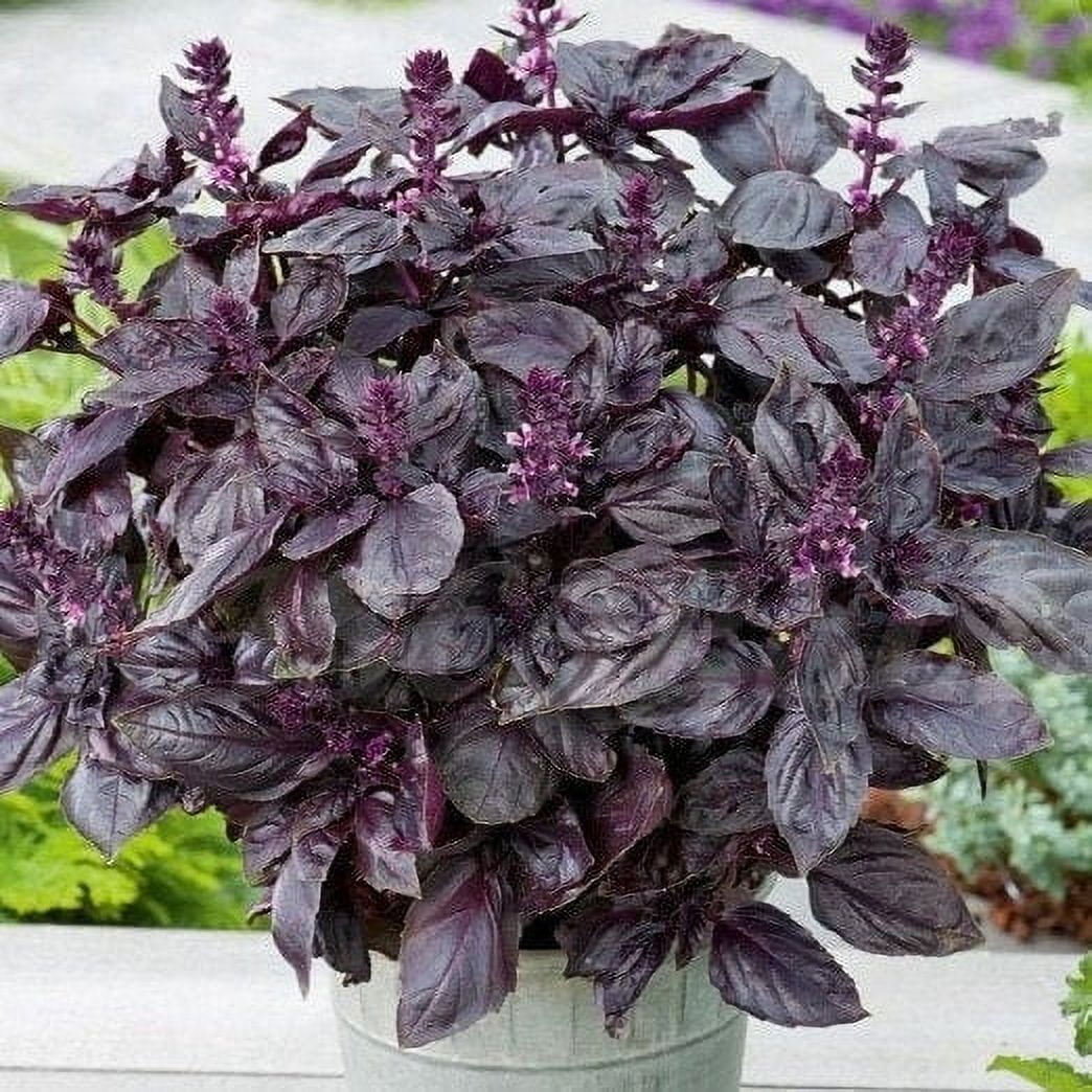 TomorrowSeeds Dark Opal Purple Basil Seeds 500+ Count Packet Non
