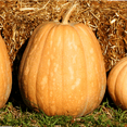 thumbnail image 1 of TomorrowSeeds - Dickinson Pumpkin (Kentucky Field) Seeds - 60+ Count - For 2026 Planting Patch, 1 of 9