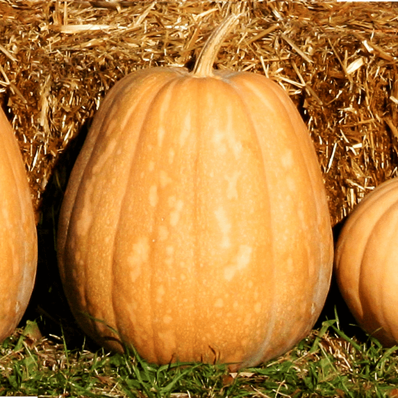 TomorrowSeeds - Dickinson Pumpkin (Kentucky Field) Seeds - 60+ Count - For 2026 Planting Patch
