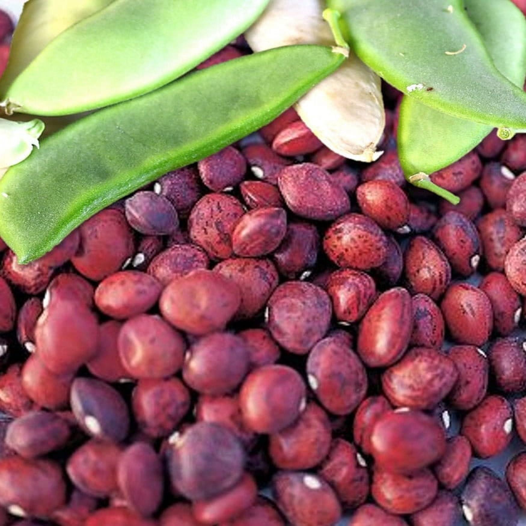 TomorrowSeeds Dixie Speckled Butterpea Lima Bean Seed Southern Baby