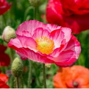 TomorrowSeeds - Double Mix Shirley Poppy Seeds - 1000+ Count Packet - Pink White Red English Field Poppies Double Petalled USA Garden Scatter Flower Seed For 2024
