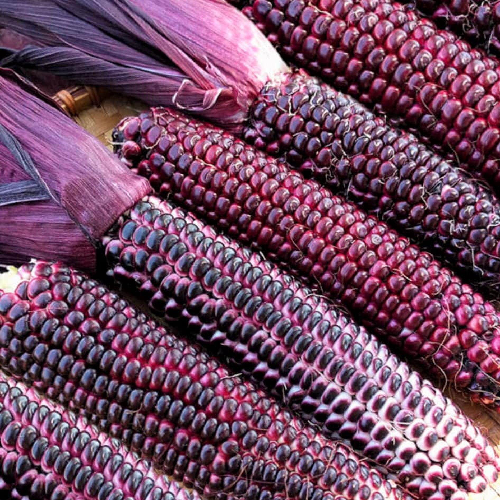 TomorrowSeeds - Double Red Sweet Corn Seeds - 15+ Count Packet - Purple ...