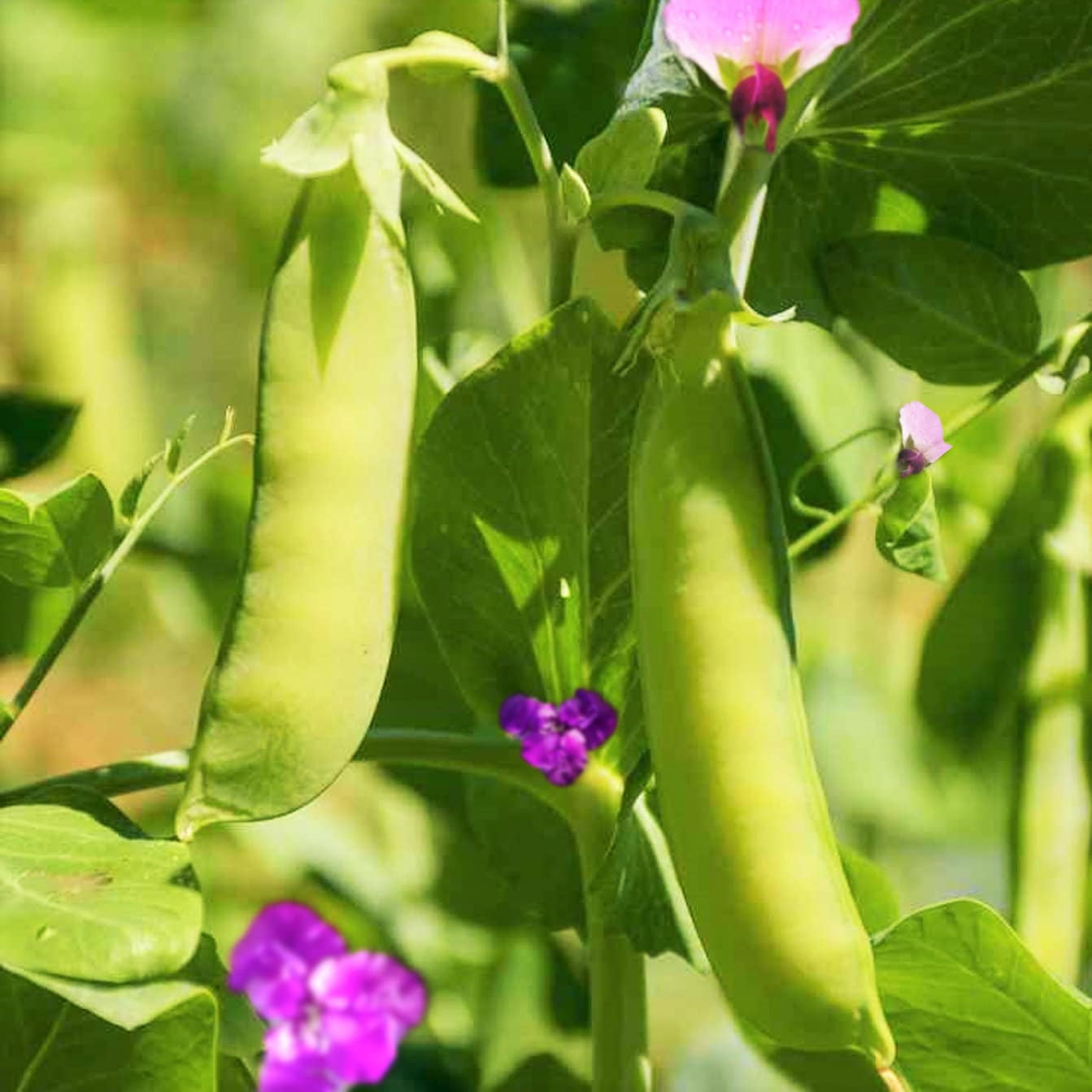 TomorrowSeeds Dwarf Grey Sugar Pod Snow Pea Seeds 300+ Count Packet