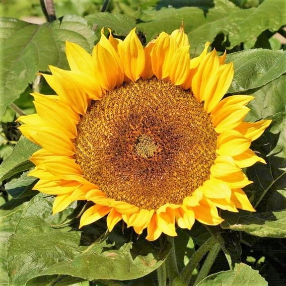TomorrowSeeds - Dwarf Sunspot Sunflower Seeds - 600+ Count - For 2026 Planting Helianthus
